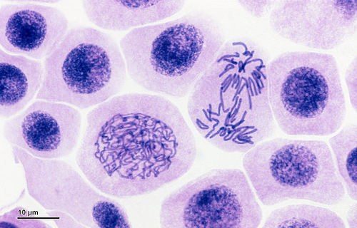 cells under a microscope