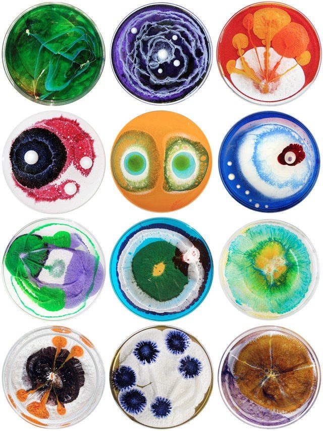 colorful petri dish cultures